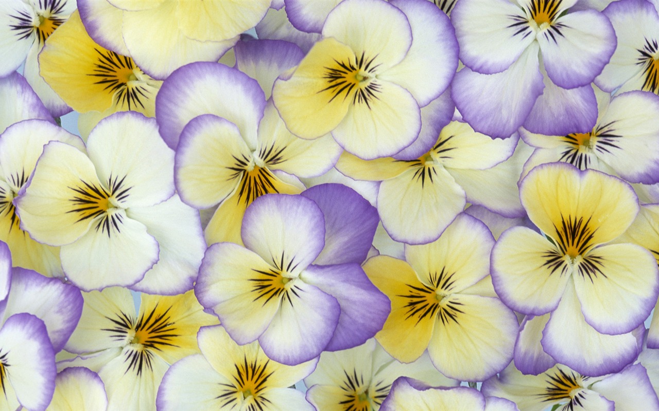 Widescreen-Wallpaper Blumen close-up (33) #18 - 1280x800