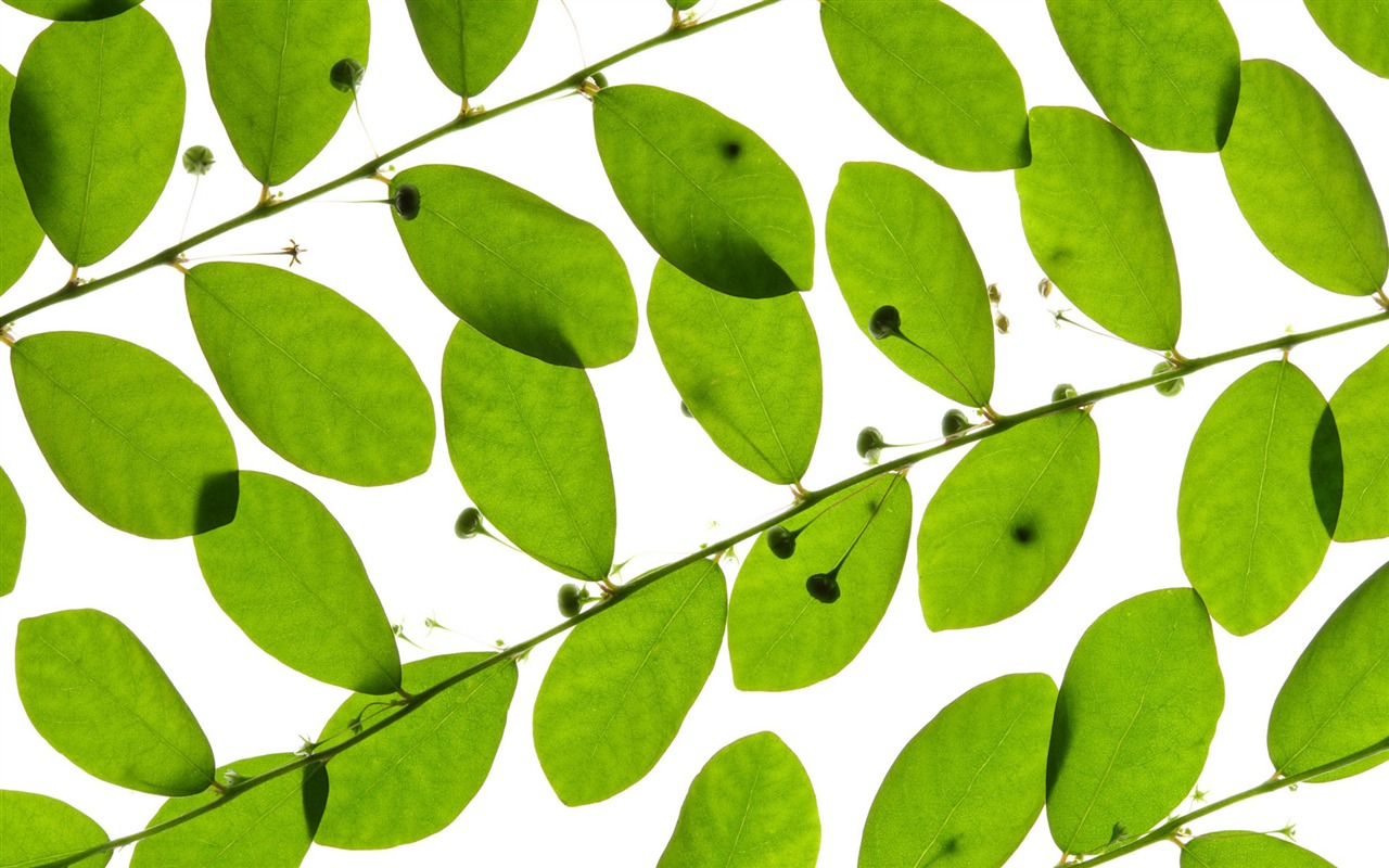 Les feuilles vertes fond d'écran #1 - 1280x800