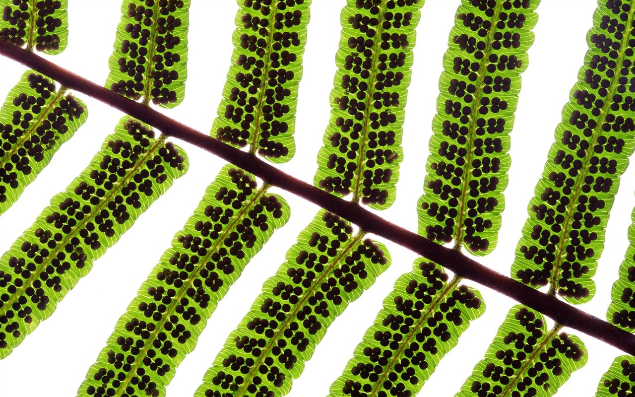Les feuilles vertes fond d'écran #4 - 1280x800