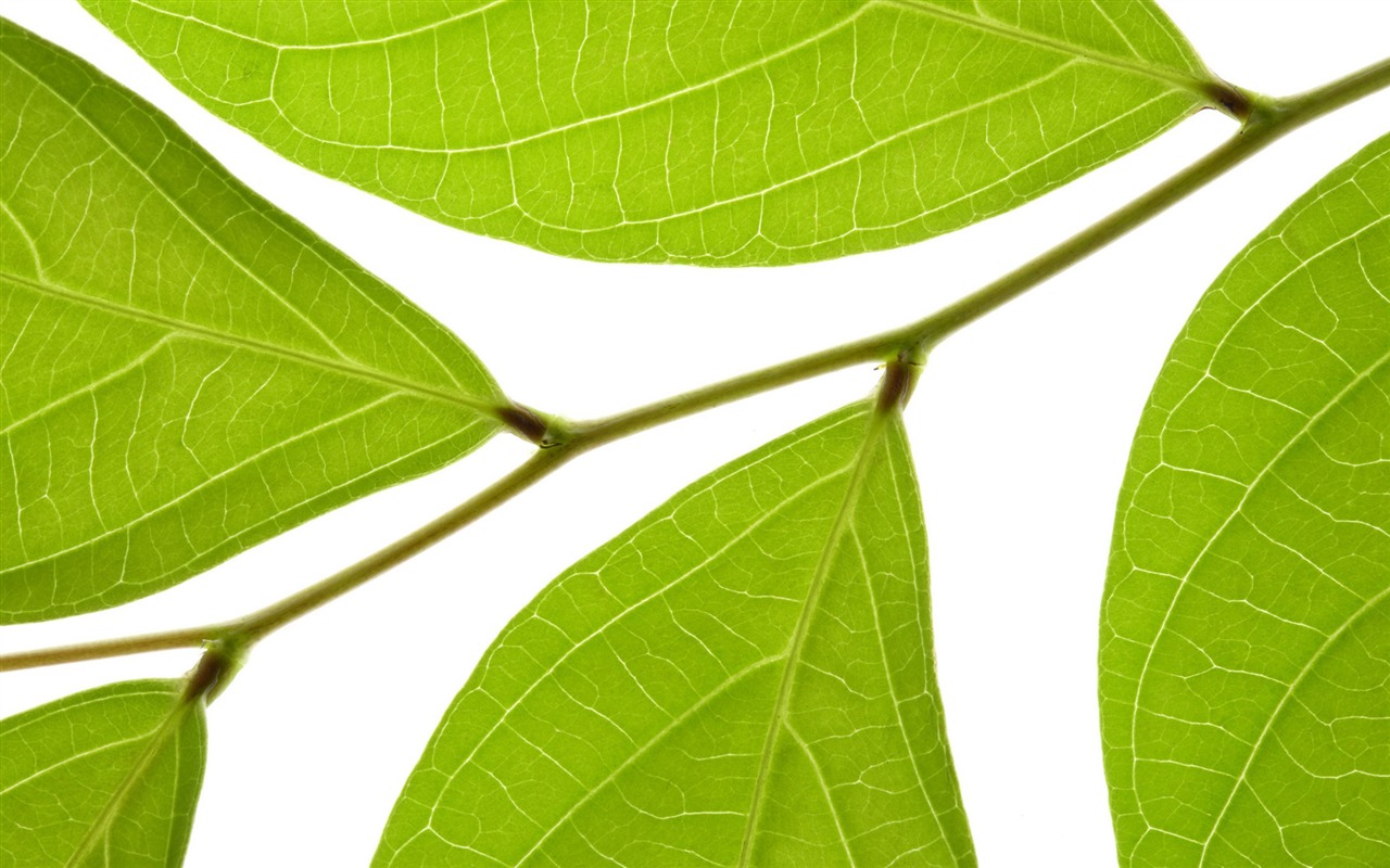 Les feuilles vertes fond d'écran #13 - 1280x800