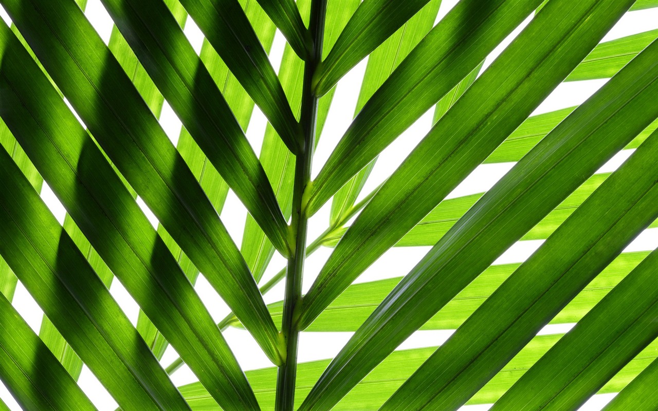 Les feuilles vertes fond d'écran #14 - 1280x800