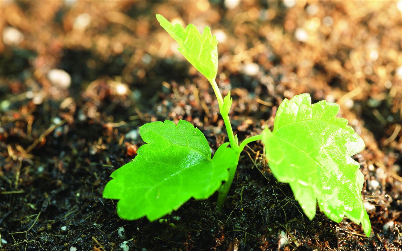 Green seedlings just sprouting HD wallpapers #8 - 1280x800