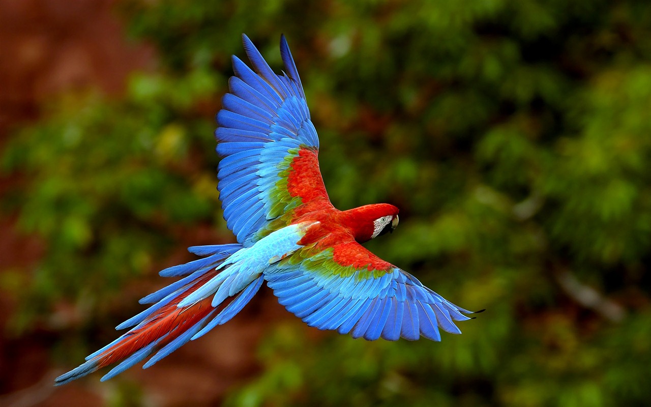 윈도우 7 배경 화면 : 아름다운 새들 #9 - 1280x800