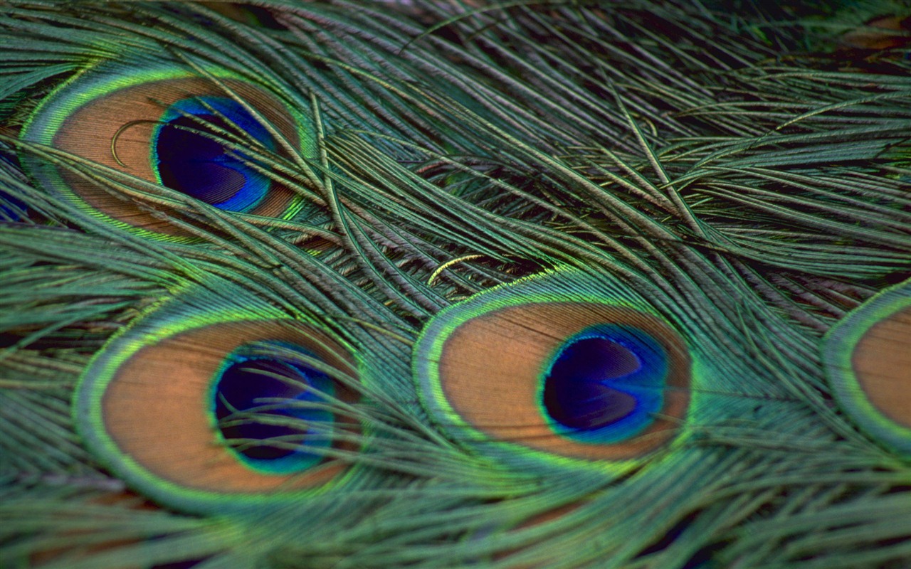 윈도우 7 배경 화면 : 아름다운 새들 #14 - 1280x800