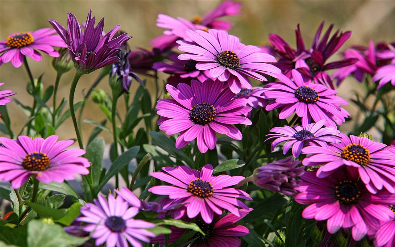 Hermosas flores de caléndula fondos de pantalla #1 - 1280x800