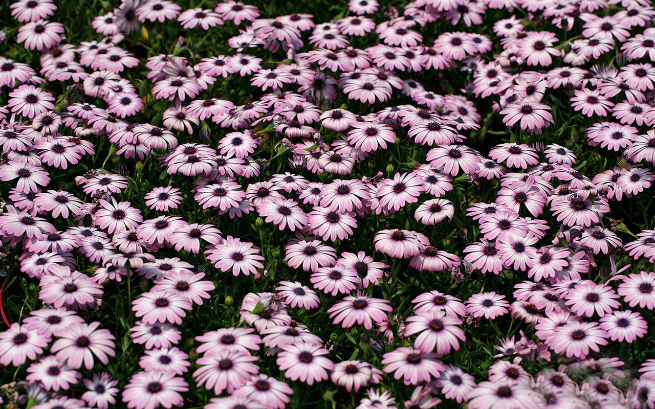 Schöne Blumen Ringelblume wallpapers #8 - 1280x800