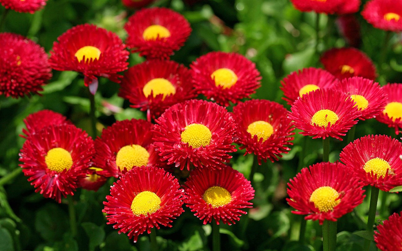 Sedmikrásky květiny close-up tapety HD #1 - 1280x800