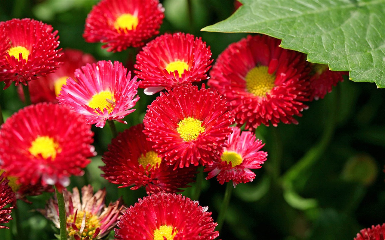 Sedmikrásky květiny close-up tapety HD #2 - 1280x800