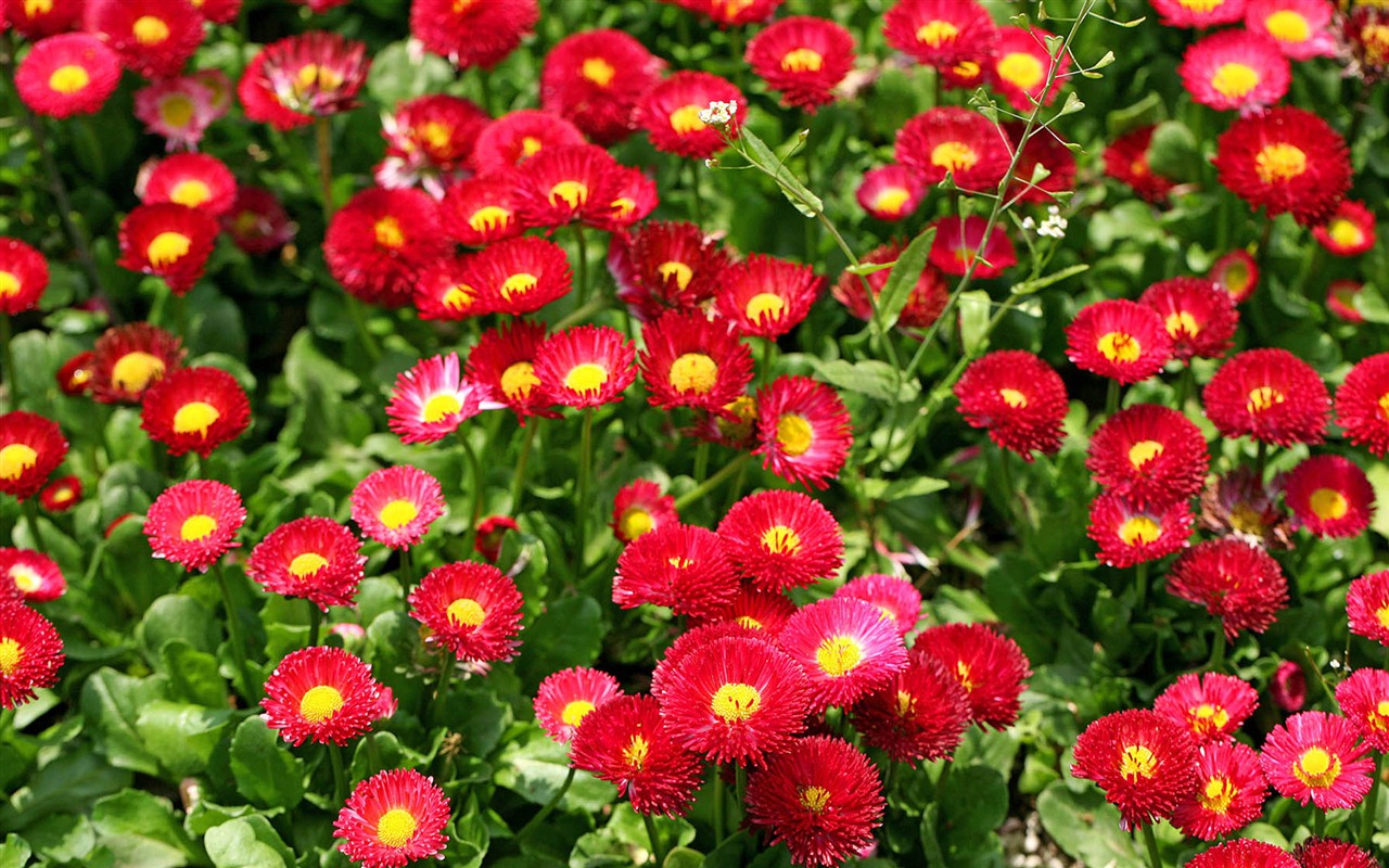 Sedmikrásky květiny close-up tapety HD #4 - 1280x800