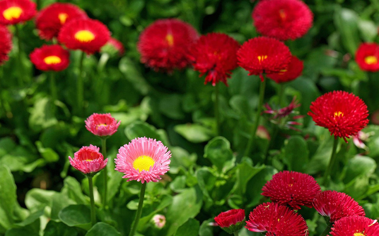 Sedmikrásky květiny close-up tapety HD #5 - 1280x800