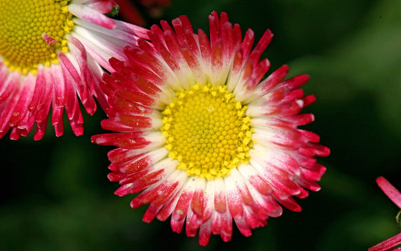 Sedmikrásky květiny close-up tapety HD #6 - 1280x800