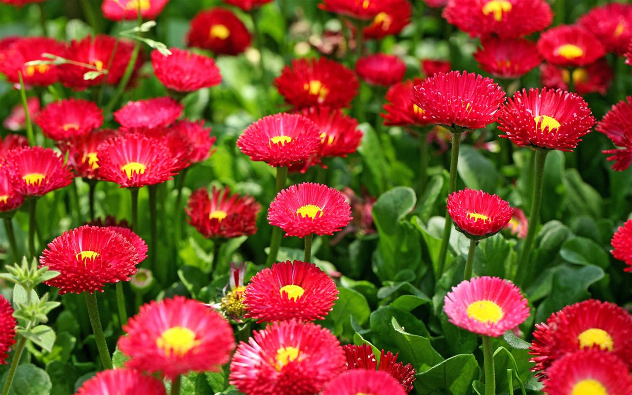 Sedmikrásky květiny close-up tapety HD #7 - 1280x800