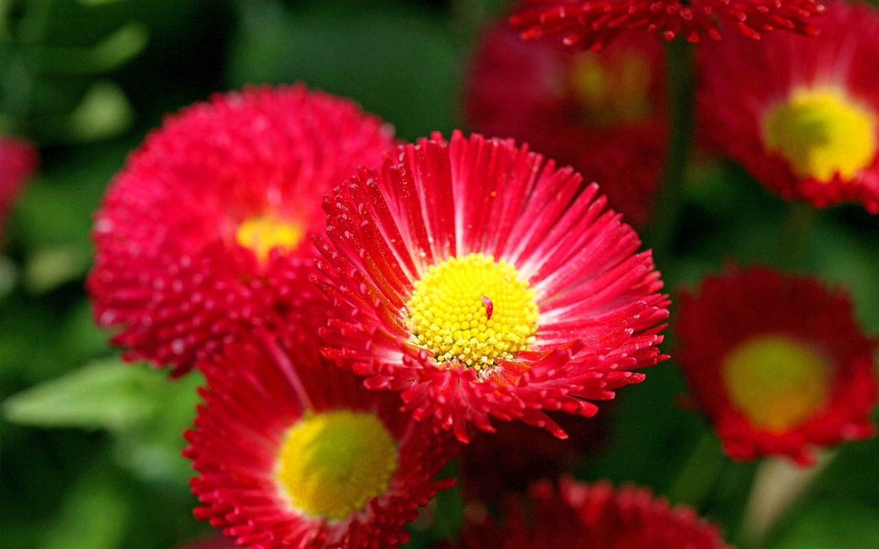 Sedmikrásky květiny close-up tapety HD #9 - 1280x800