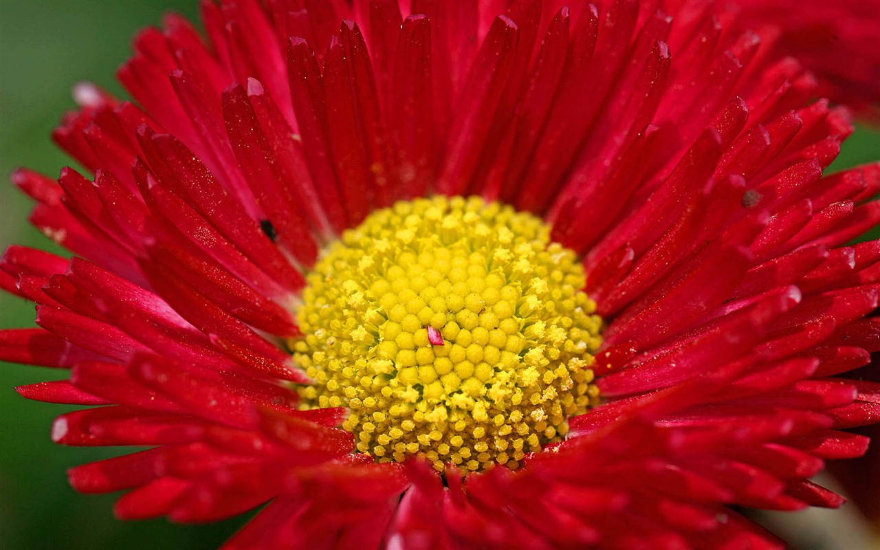 Sedmikrásky květiny close-up tapety HD #10 - 1280x800
