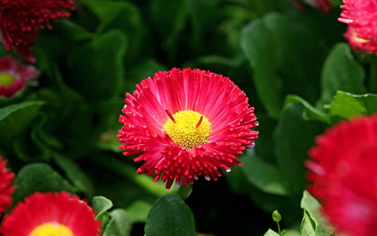 Sedmikrásky květiny close-up tapety HD #11 - 1280x800