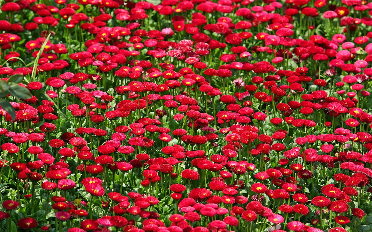Fleurs marguerites close-up Fonds d'écran HD #12 - 1280x800