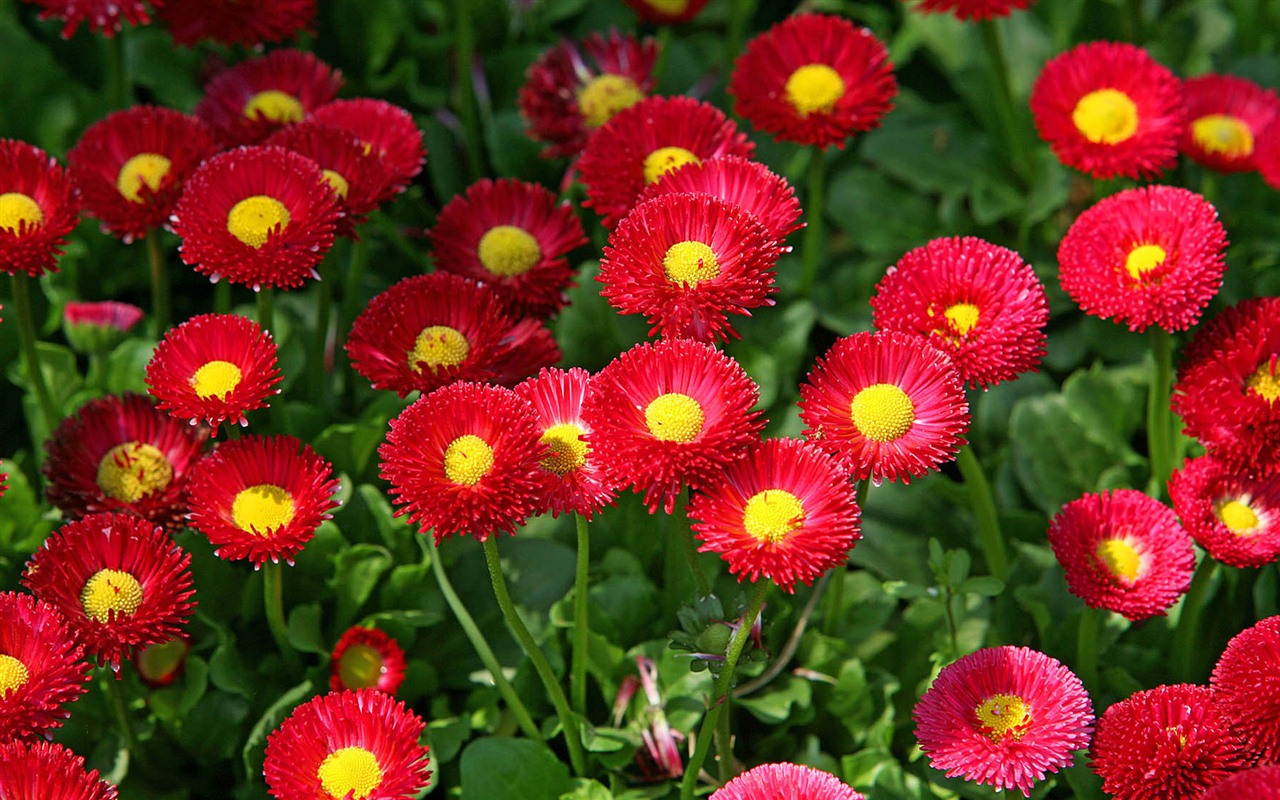 Sedmikrásky květiny close-up tapety HD #13 - 1280x800