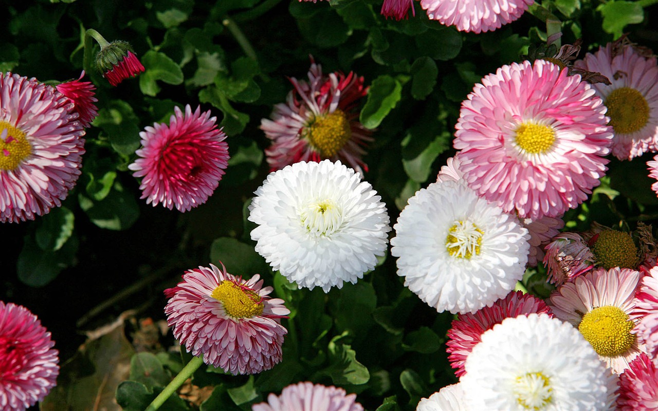 Sedmikrásky květiny close-up tapety HD #14 - 1280x800