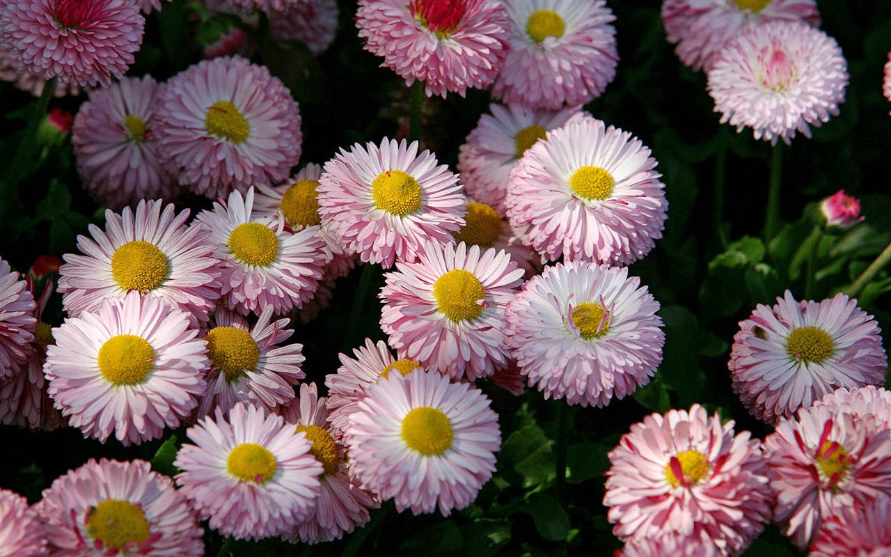 Fleurs marguerites close-up Fonds d'écran HD #15 - 1280x800