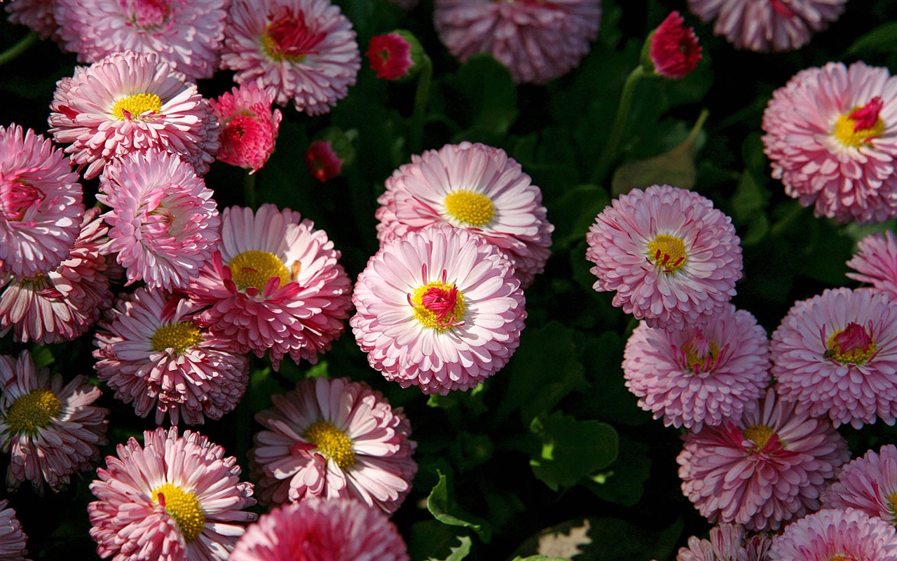 Sedmikrásky květiny close-up tapety HD #16 - 1280x800