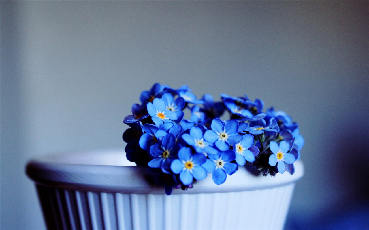 Malé a krásné forget-me-květiny HD tapetu #6 - 1280x800