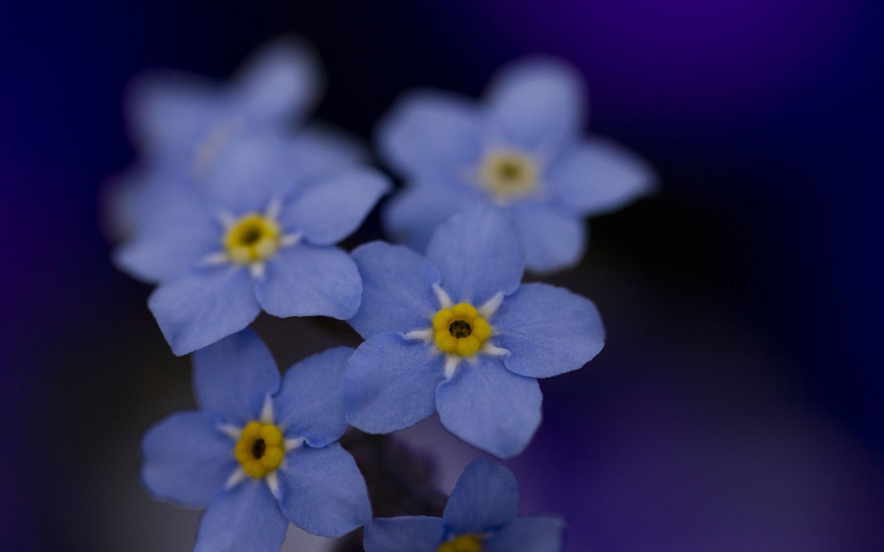 小さな美しい忘れな草の花のHDの壁紙 #14 - 1280x800
