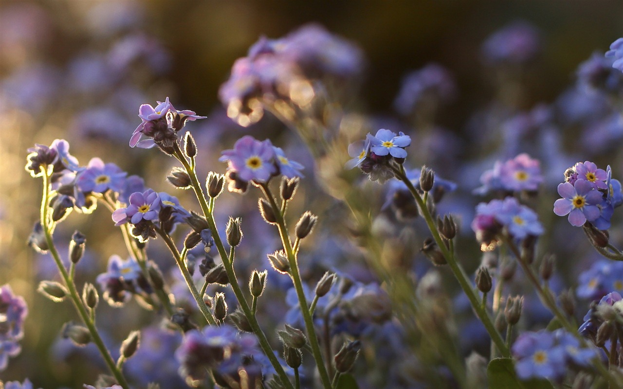 Malé a krásné forget-me-květiny HD tapetu #16 - 1280x800