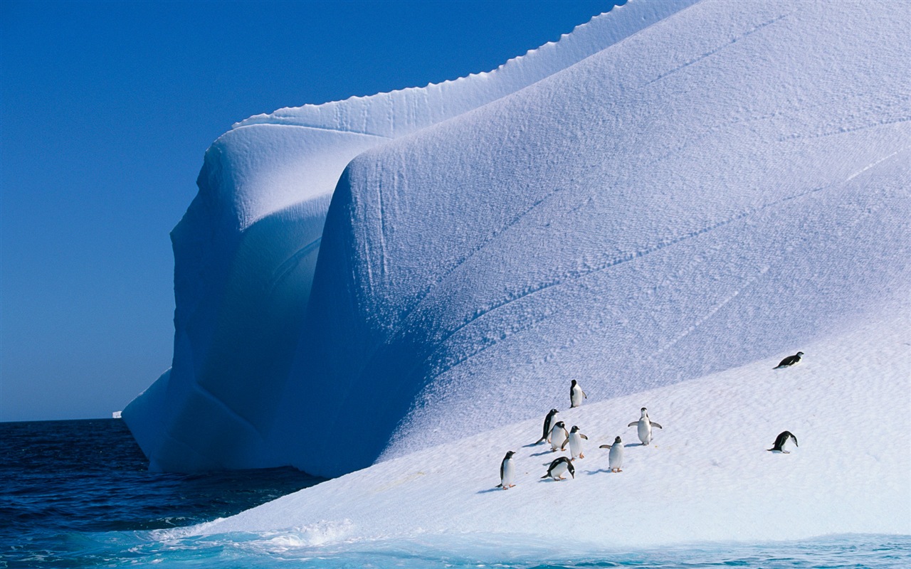 Windowsの8壁紙：南極、雪の風景、南極のペンギン #1 - 1280x800
