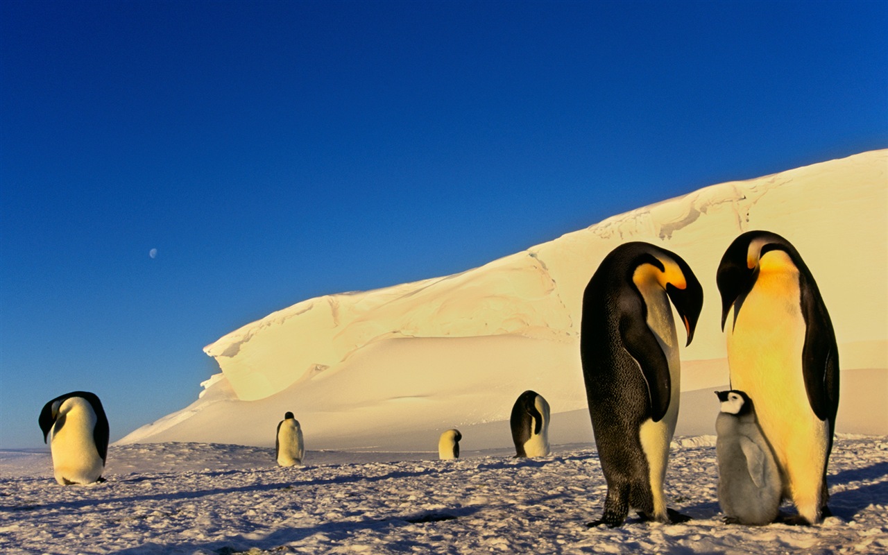 Windowsの8壁紙：南極、雪の風景、南極のペンギン #3 - 1280x800