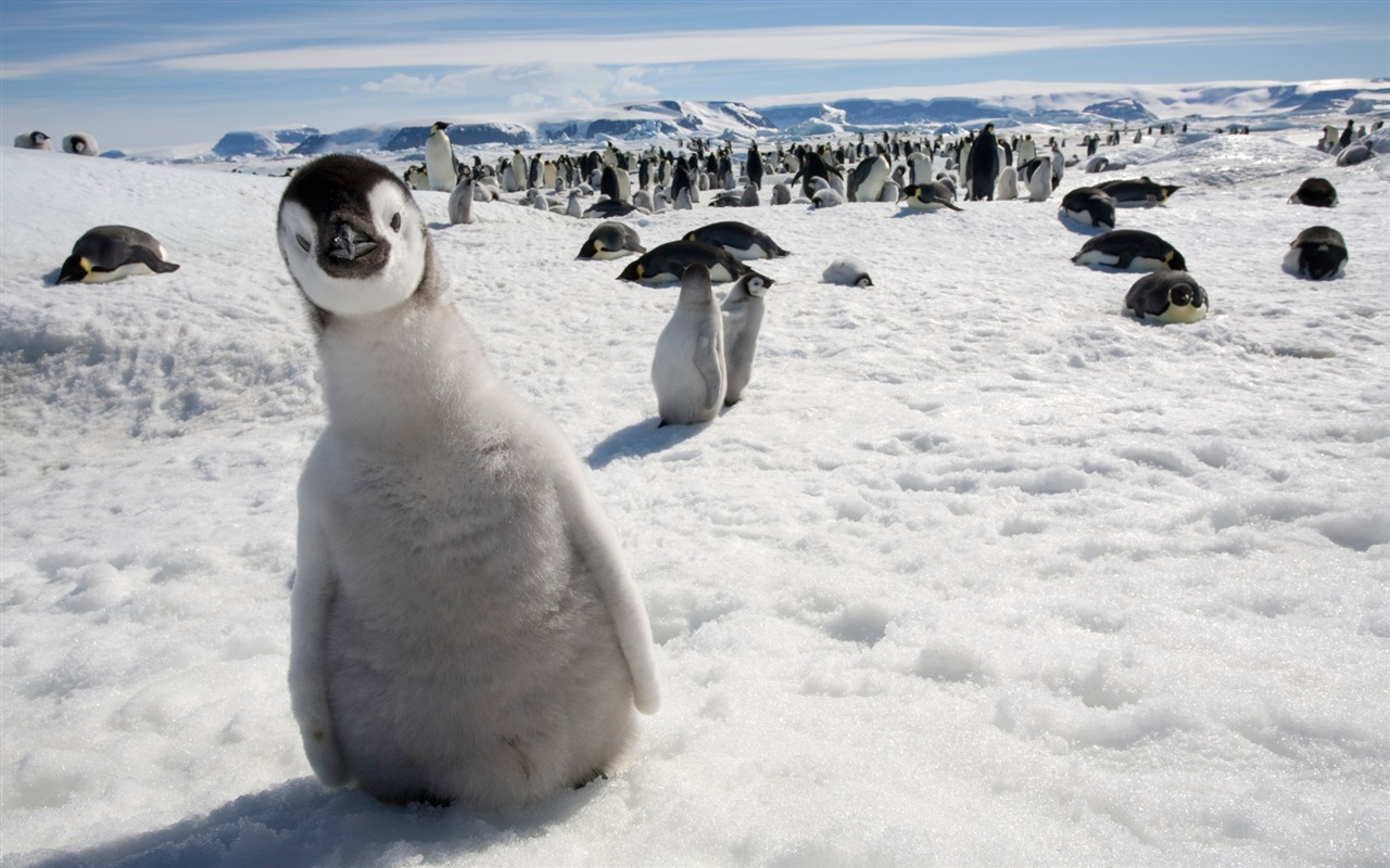 Windows 8 Wallpaper: Antarktis, Schnee Landschaft der Antarktis Pinguine #4 - 1280x800