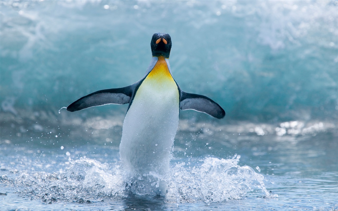 Windowsの8壁紙：南極、雪の風景、南極のペンギン #6 - 1280x800
