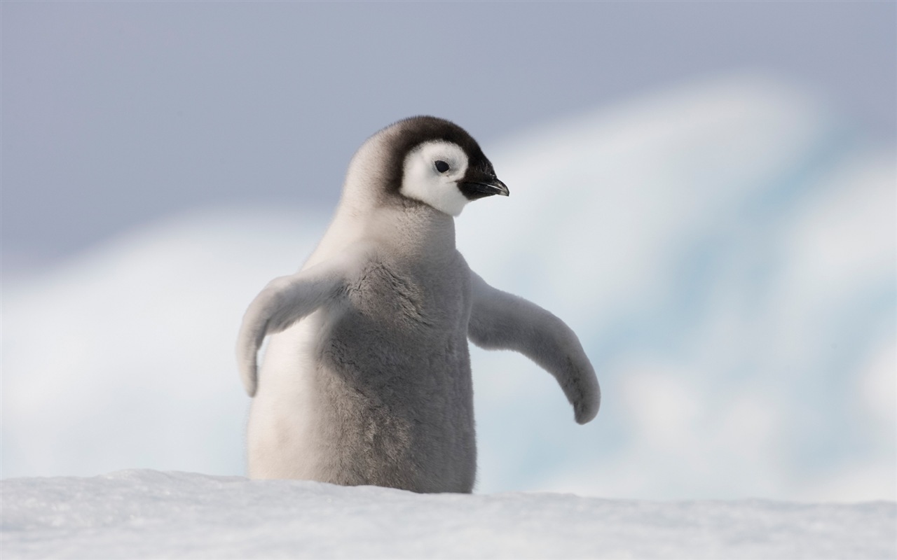 Windowsの8壁紙：南極、雪の風景、南極のペンギン #8 - 1280x800
