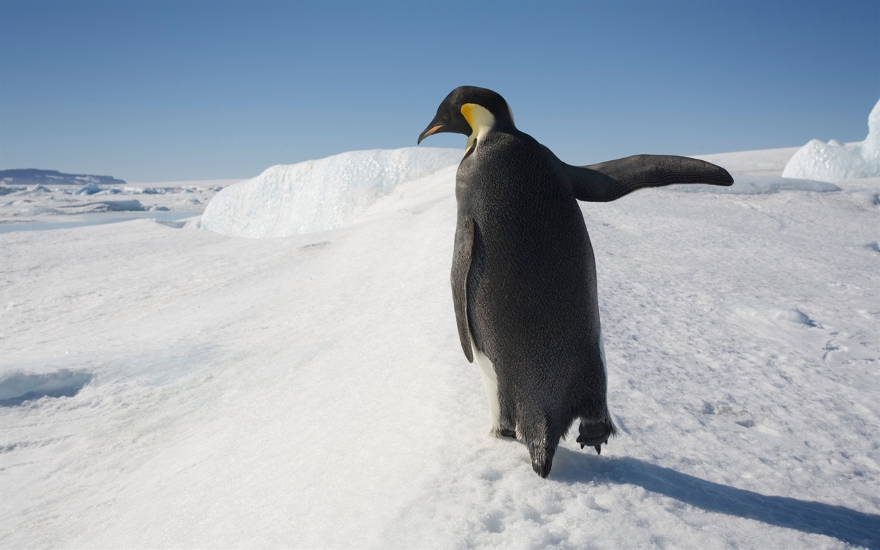 Windowsの8壁紙：南極、雪の風景、南極のペンギン #10 - 1280x800