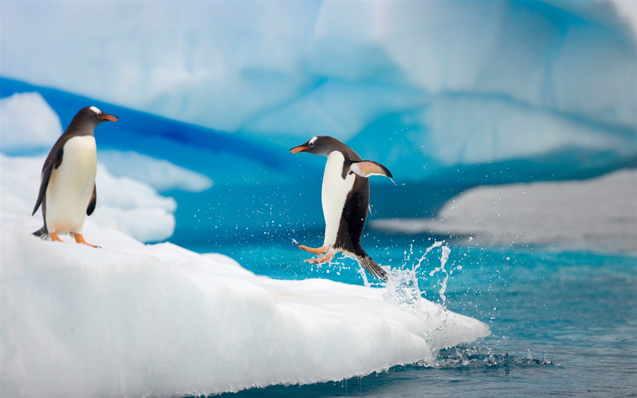 Windows 8 Wallpaper: Antarktis, Schnee Landschaft der Antarktis Pinguine #12 - 1280x800