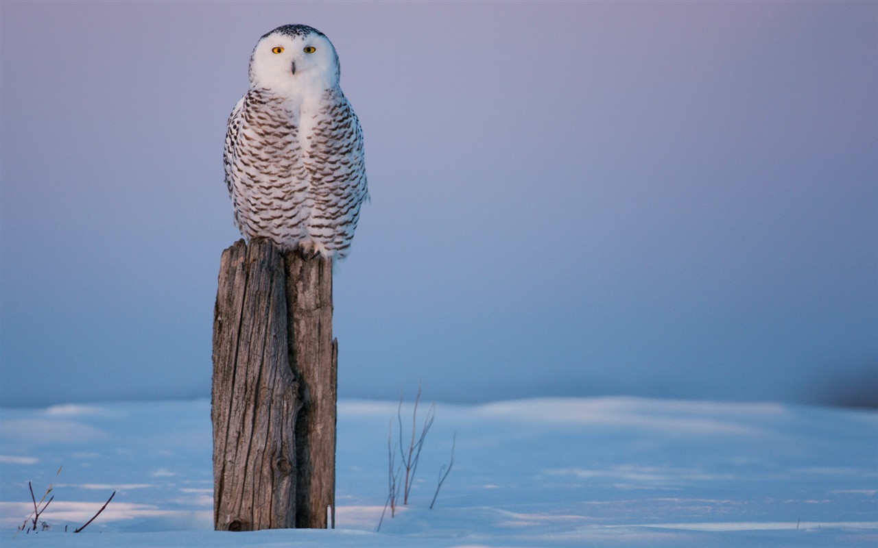 윈도우 8 배경 화면 : 북극의 자연 생태 경관, 북극 동물 #2 - 1280x800