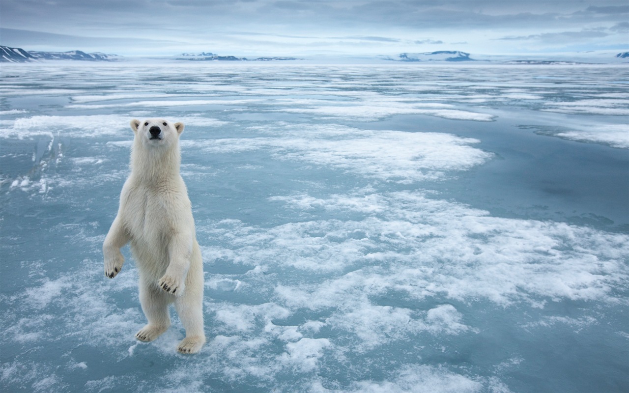 Windows 8 壁纸：北极圈，自然生态风景，北极动物6 - 1280x800