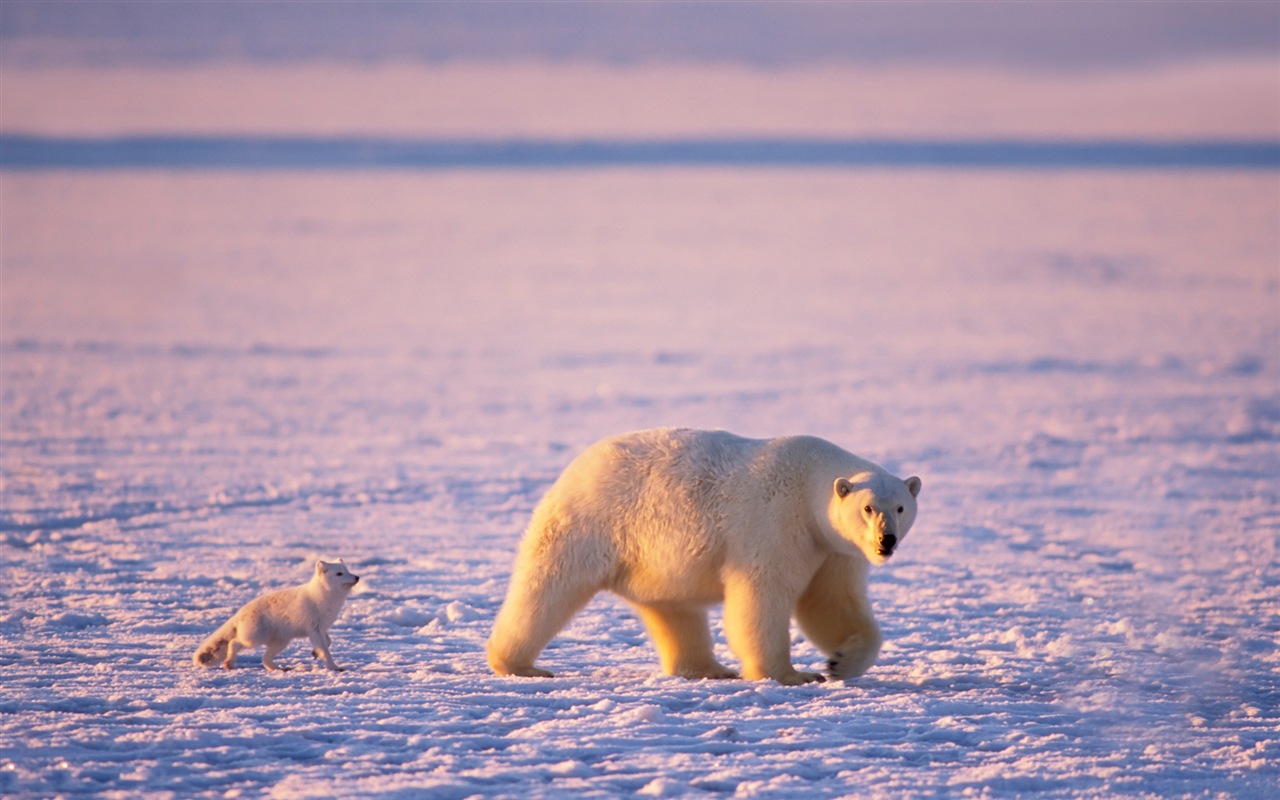 Windows 8 壁纸：北极圈，自然生态风景，北极动物10 - 1280x800