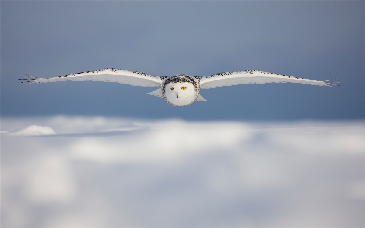 윈도우 8 배경 화면 : 북극의 자연 생태 경관, 북극 동물 #12 - 1280x800