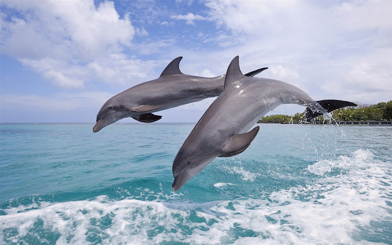 Fond d'écran thème Windows 8: les dauphins élégantes #6 - 1280x800