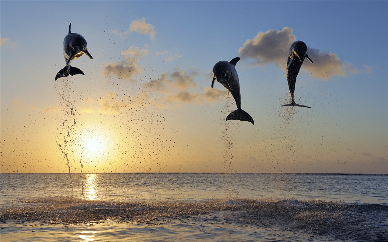 Windows 8 theme wallpaper: elegant dolphins #8 - 1280x800