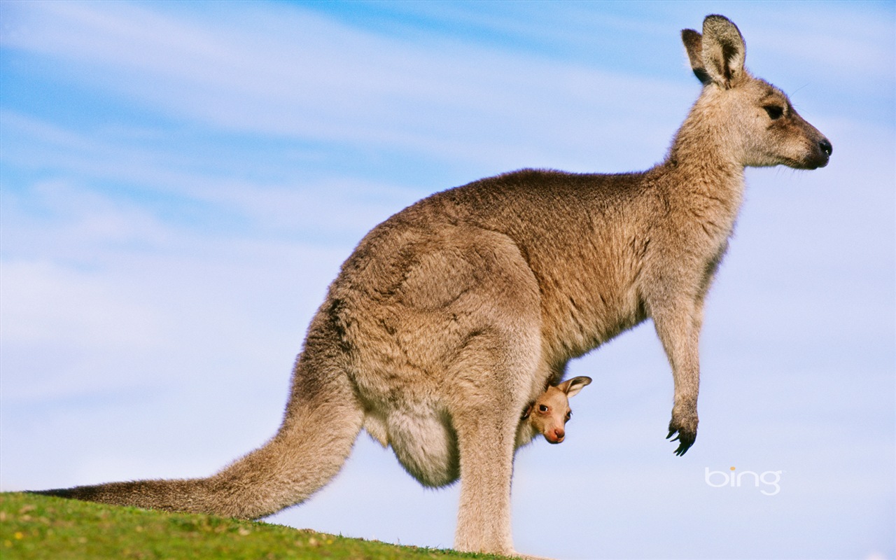 Bing 必应 澳大利亚主题高清壁纸，动物，自然，建筑1 - 1280x800