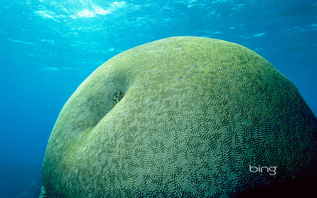 Bing 必應澳大利亞主題高清壁紙，動物，自然，建築 #4 - 1280x800