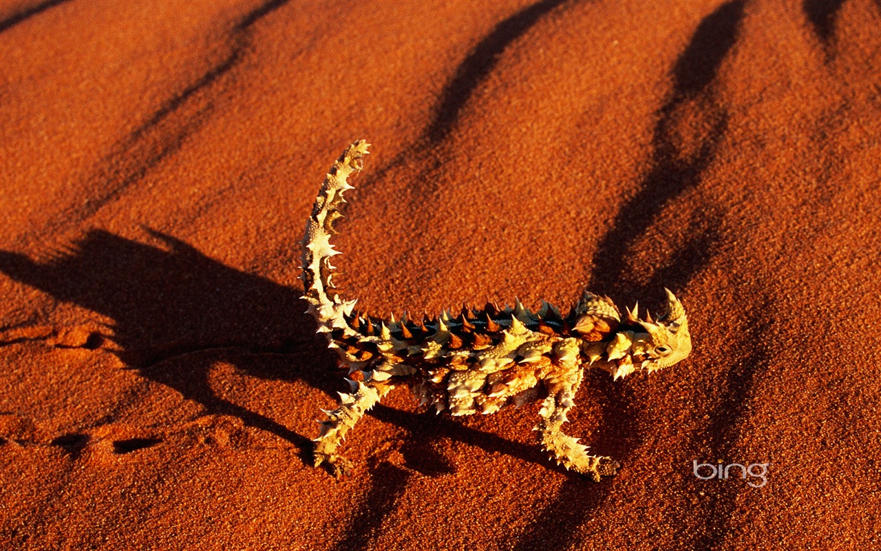 Bing 必应 澳大利亚主题高清壁纸，动物，自然，建筑7 - 1280x800