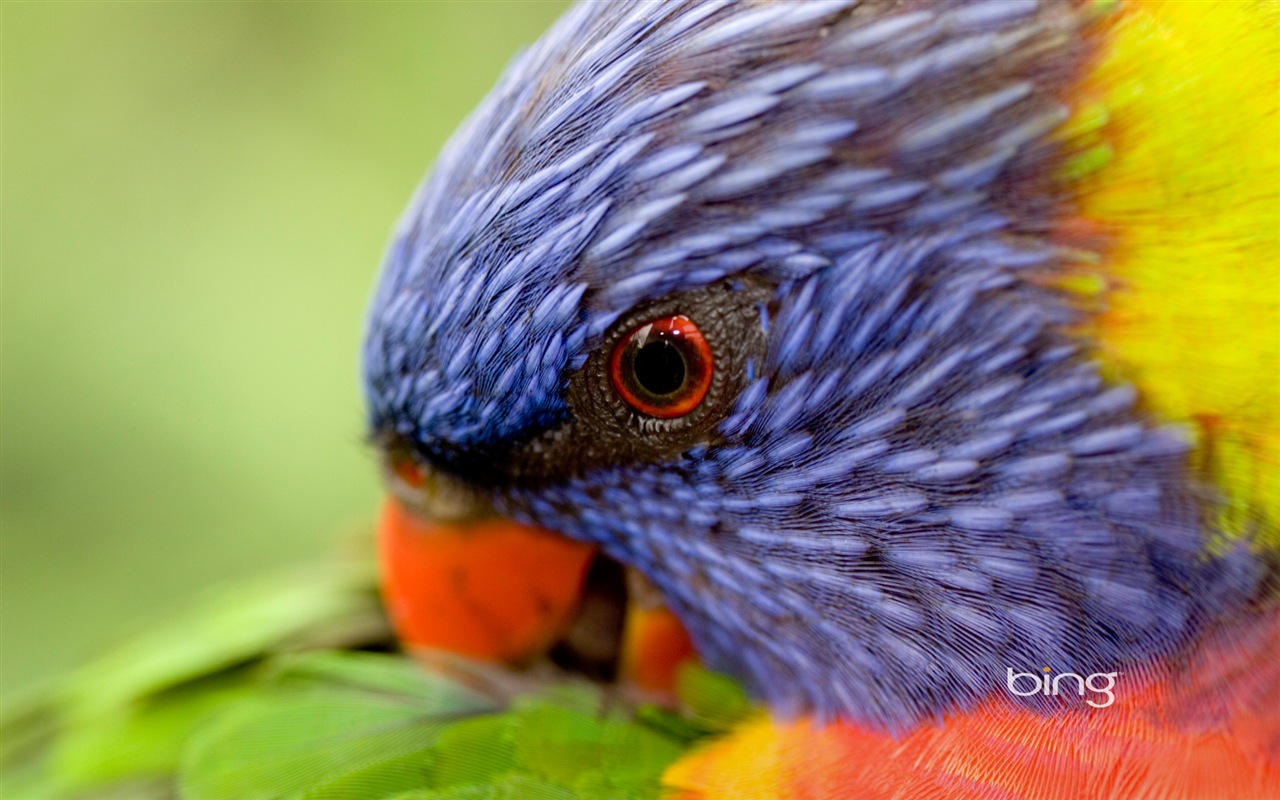 Bing Australien Thema HD Tapeten, Tiere, Natur, Gebäude #13 - 1280x800