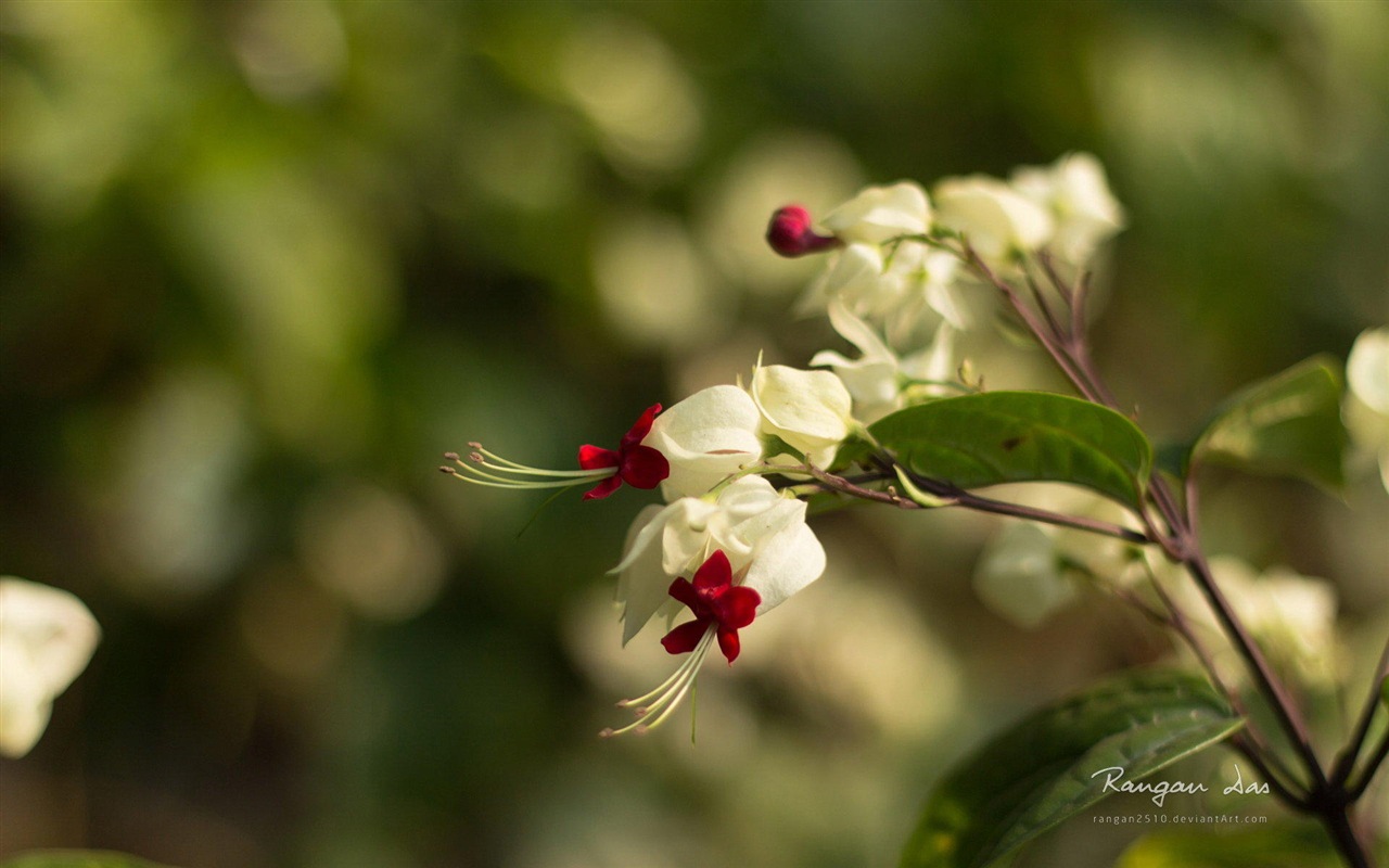 Windows 8 flores pájaros mariposa HD wallpapers #9 - 1280x800