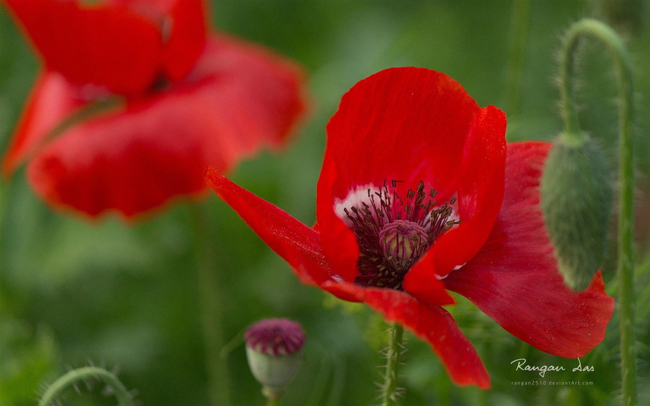 Windows 8 flores pájaros mariposa HD wallpapers #11 - 1280x800