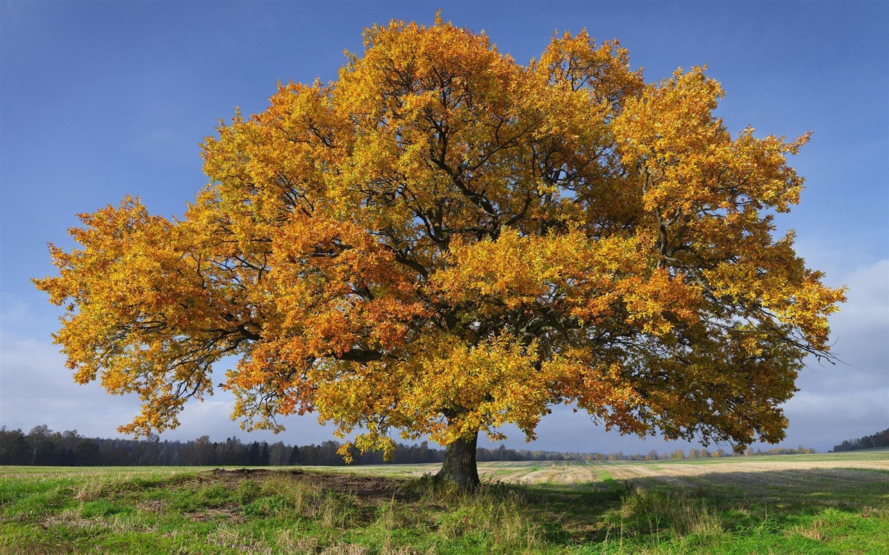 Švédsko sezón přírodní krásy HD tapety na plochu #6 - 1280x800