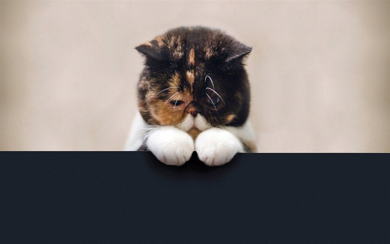 Zábavné vtipné kočka tapety #13 - 1280x800
