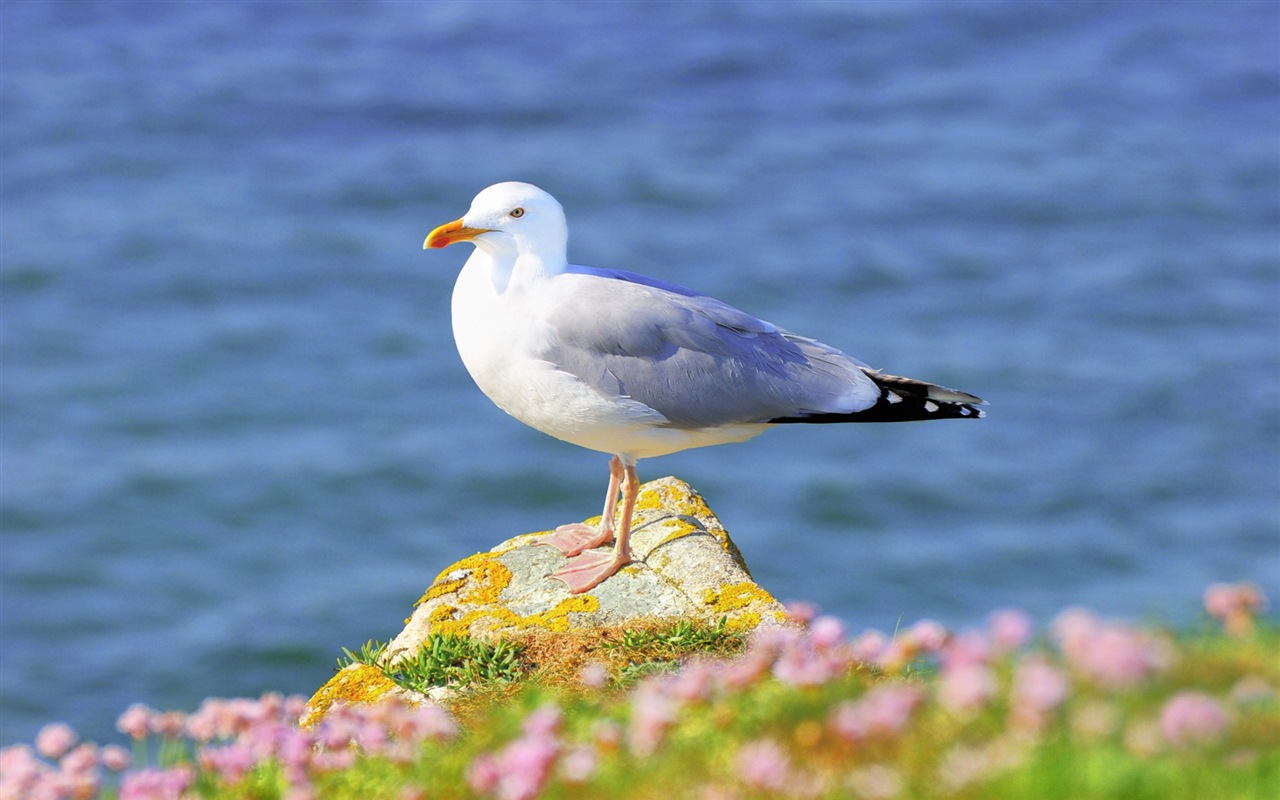 Sea bird seagull HD wallpapers #1 - 1280x800