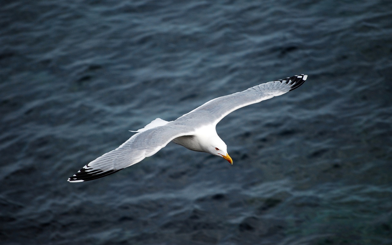 Sea bird seagull HD wallpapers #2 - 1280x800
